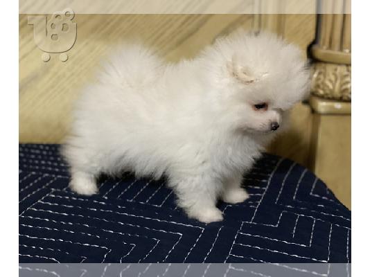 Pomeranian mini